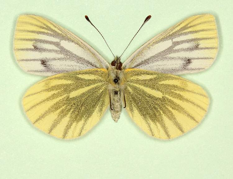 Pieris napi female (aberrant form henrici, verso) (Internet Image property of respective owner, non-commercial use only)